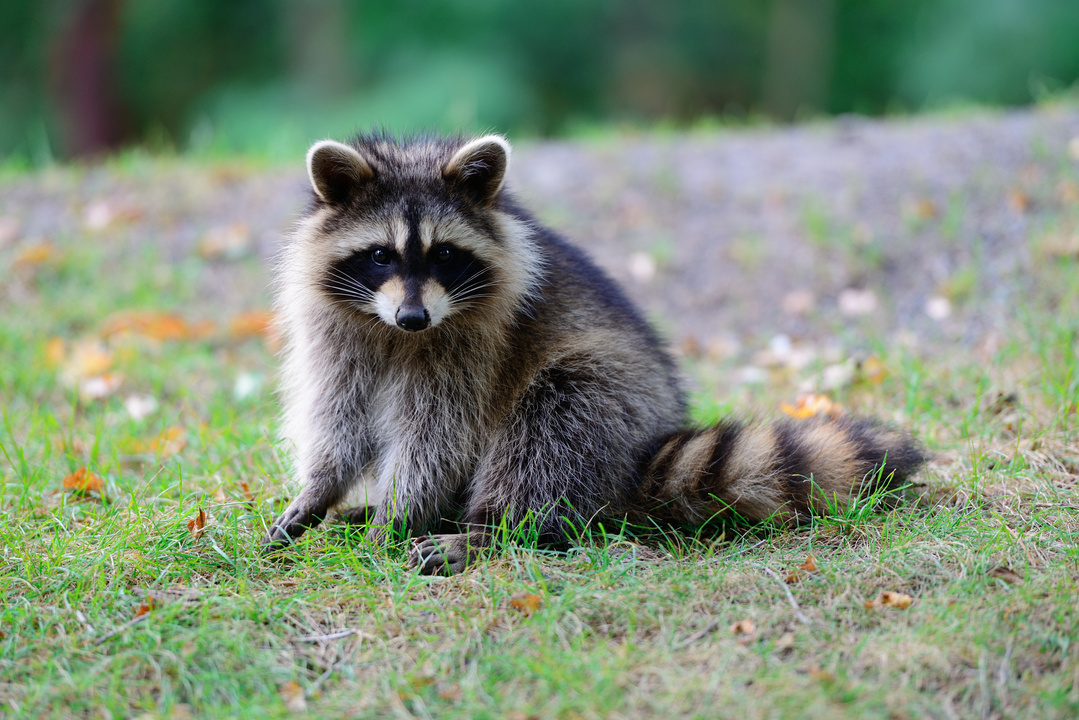 Raccoon