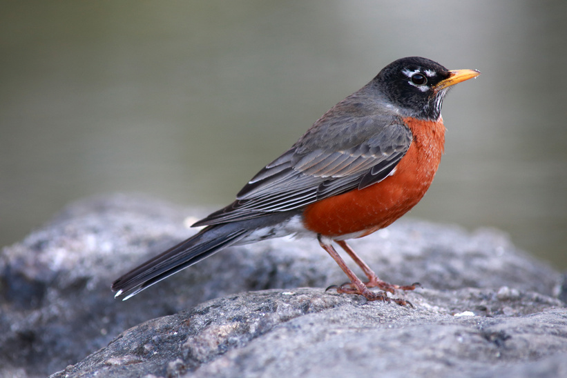 American robin