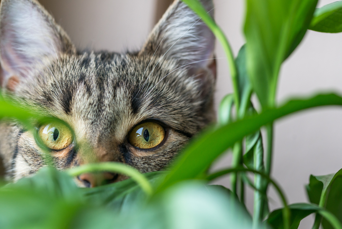 The cat behind the plant